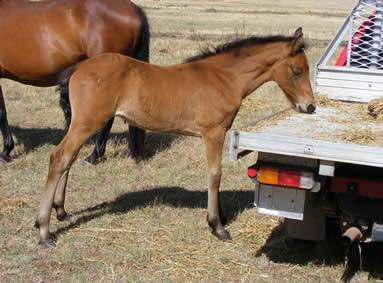 Frahaven Marco ID Andalusian & Friesian warmblood